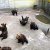 How to get to Noboribetsu Bear Farm