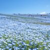 How to get to Hitachi Seaside Park/Buy discount tickets