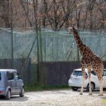How to get to Nasu Safari Park
