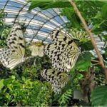 How to get to Itami City Insectarium
