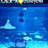 How to get to Coex Aquarium/Buy discount Tickets