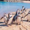 How to get to Nagasaki Penguin Aquarium