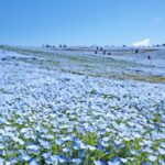 How to get to Hitachi Seaside Park