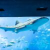 Recommendations for visiting Churaumi Aquarium